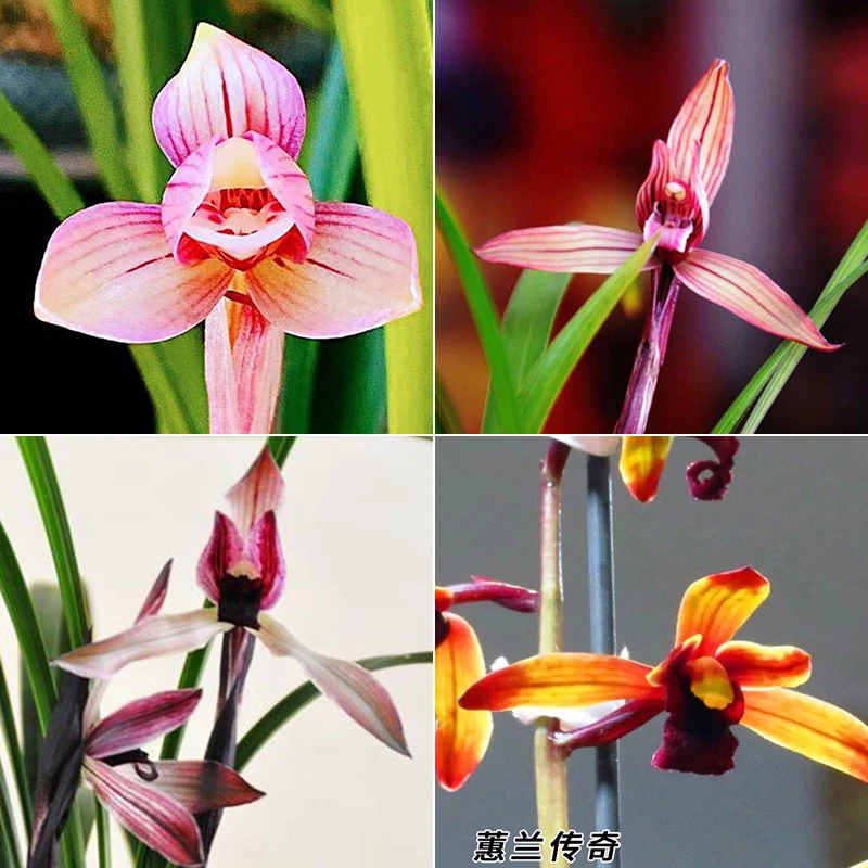 兰花基地 一物一拍 春蕙兰花福利放漏专拍链接