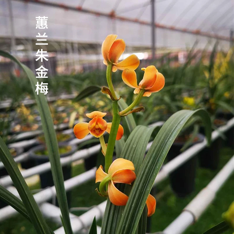 蕙兰名品【朱金梅】终身包对版 假一赔十放心购买 当年开花
