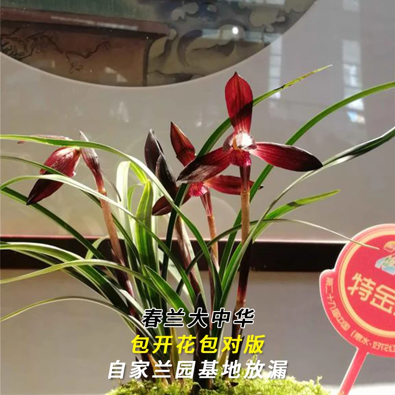 紫薇基地兰花直播春兰【大中华】冬带花苞名贵兰草批发花卉绿植盆栽