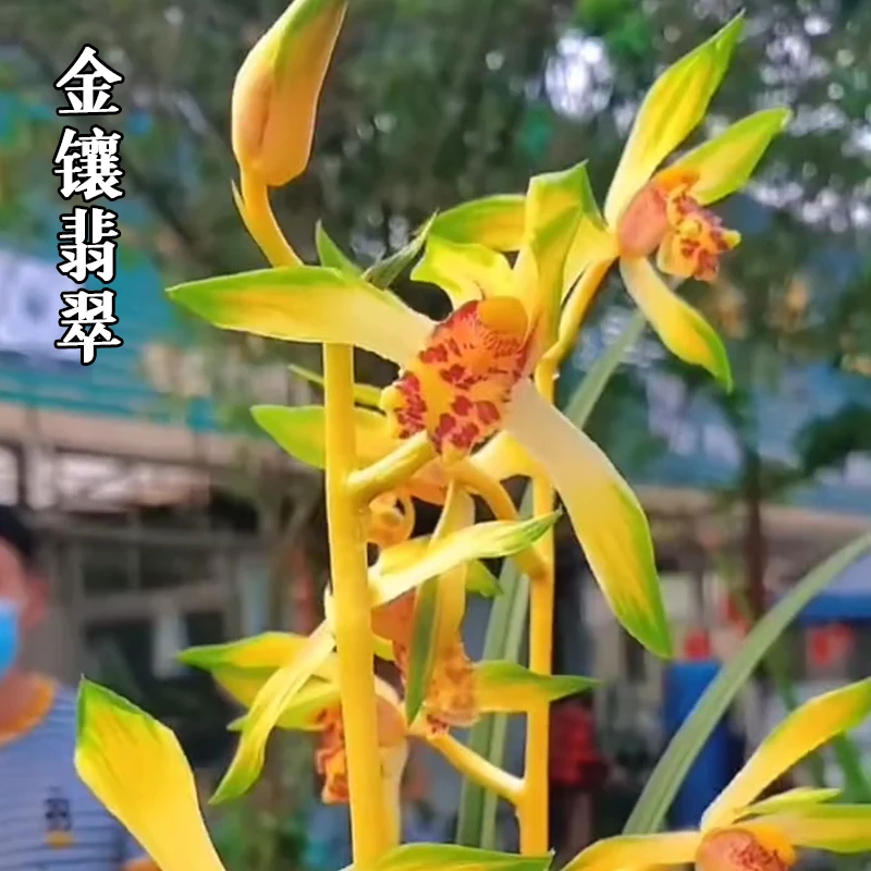 紫薇基地兰花直播蕙兰【金镶翡翠】年年复花名贵兰草批发花卉盆栽