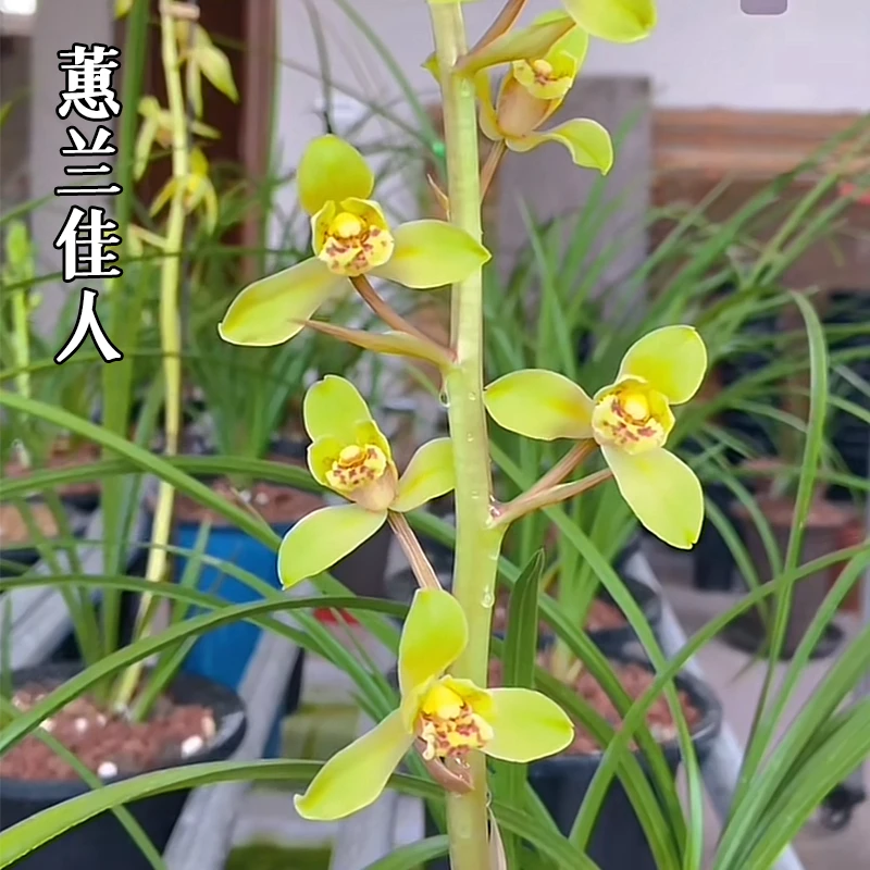 紫薇基地兰花直播蕙兰【佳人】年年复花名贵兰草批发花卉绿植盆栽