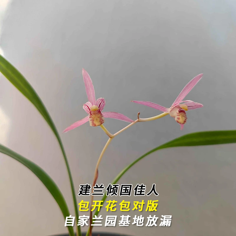 紫薇基地兰花直播建兰【倾国佳人】四季开花名贵兰草批发花卉盆栽