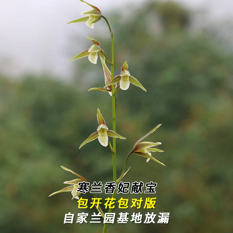 紫薇基地兰花直播寒兰【香妃献宝】当年开花名贵兰草批发花卉盆栽