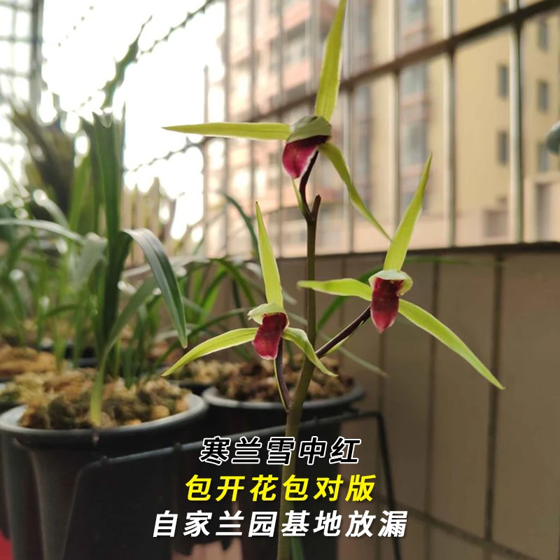 紫薇基地兰花直播寒兰【雪中红】当年开花名贵兰草批发花卉绿植盆栽