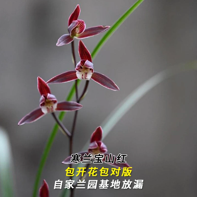 紫薇基地兰花直播寒兰【宝山红】当年开花名贵兰草批发花卉绿植盆栽