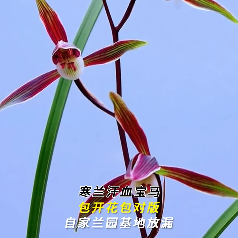 紫薇基地兰花直播寒兰【汗血宝马】当年开花名贵兰草批发花卉盆栽