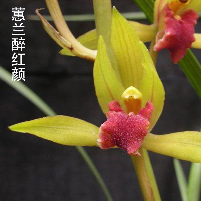 紫薇基地兰花直播蕙兰【醉红颜】年年复花名贵兰草批发花卉绿植盆栽