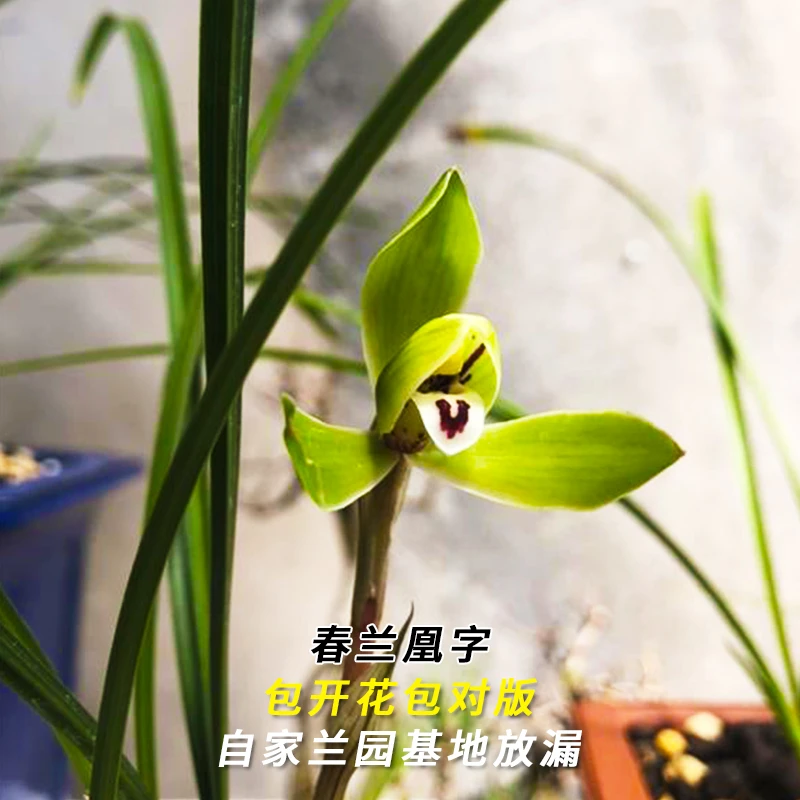 紫薇基地兰花直播春兰【凰字】冬带花苞名贵兰草批发花卉绿植盆栽