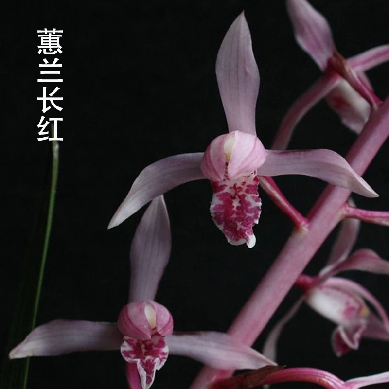 紫薇基地兰花直播蕙兰【长红】年年复花名贵兰草批发花卉绿植盆栽