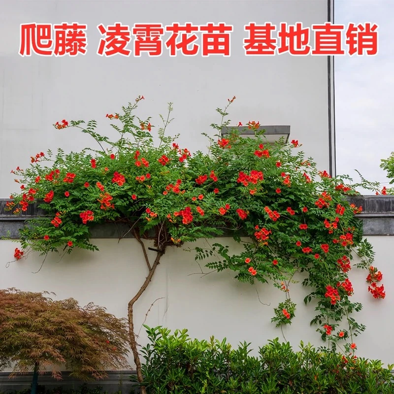庭院别墅爬藤耐寒耐热四季开花凌霄花苗南北方种植阳台花园植物