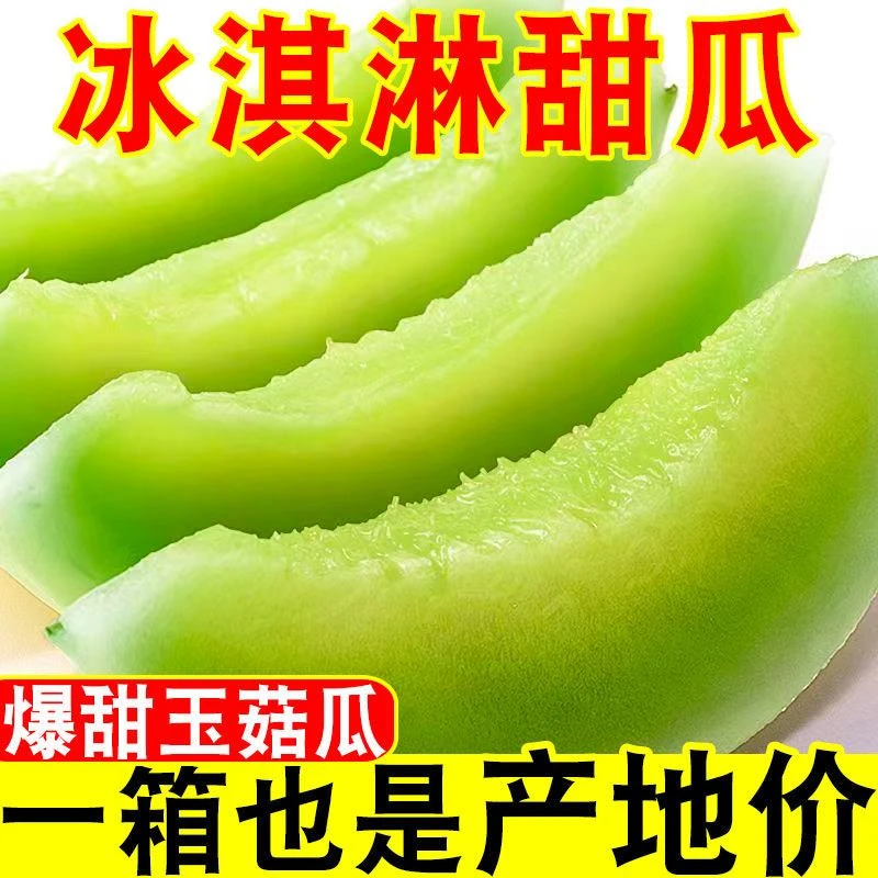山东头茬玉菇甜瓜冰淇淋甜瓜当季水果原产地网红甜瓜