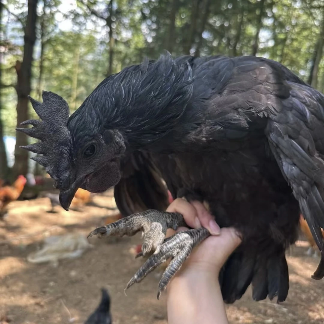 恩施农家散养五黑鸡