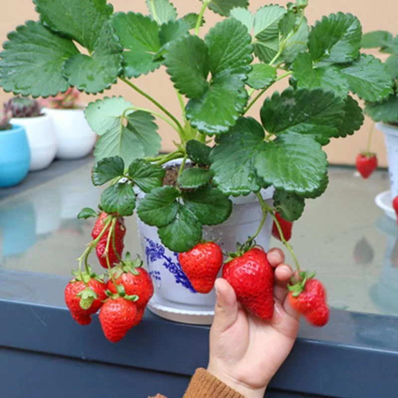 四季草莓苗脱毒盆栽地栽阳台果树苗南北方种植当年结果奶油草莓秧