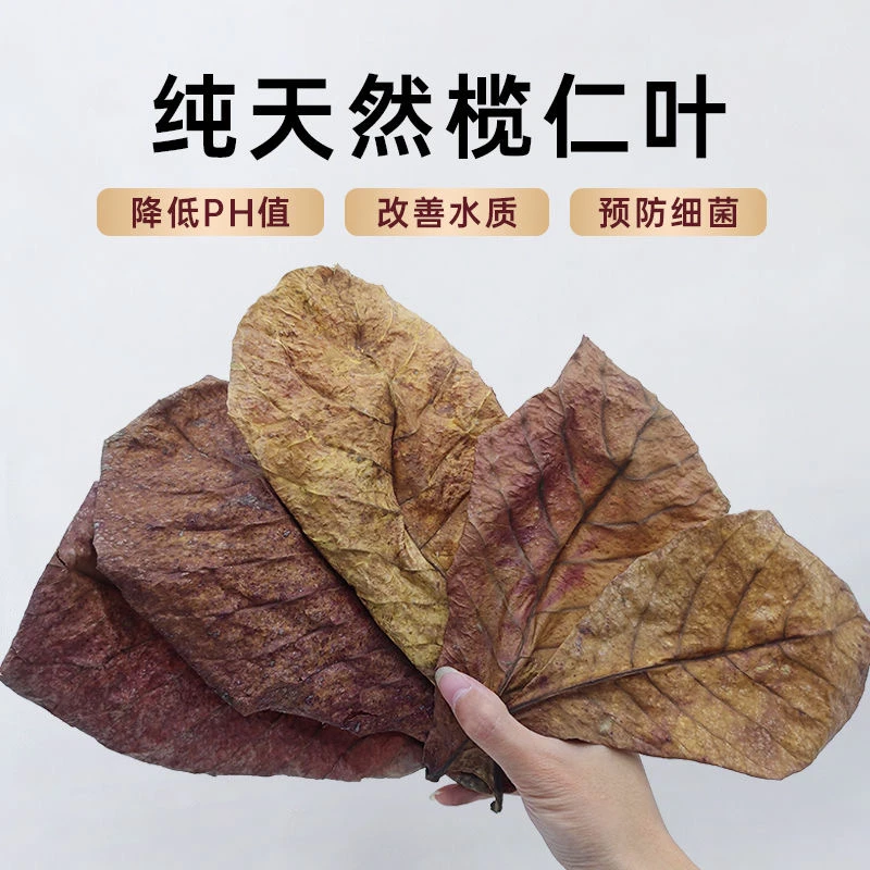 纯天然海南榄仁叶热带鱼调节水质降酸PH值榄仁叶斗鱼专用懒人叶