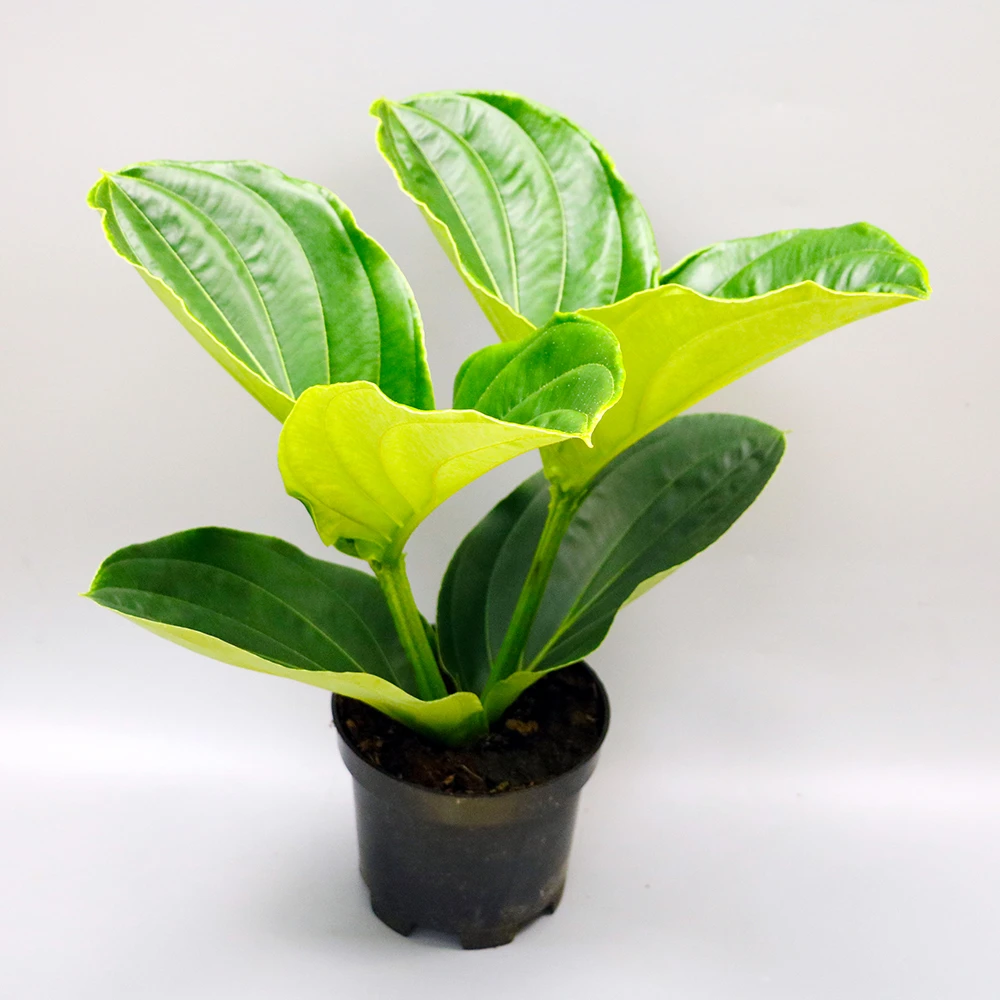 天津宝莲灯盆栽幼苗青稞半成品室内养护多年生木本红色花卉浅粉色