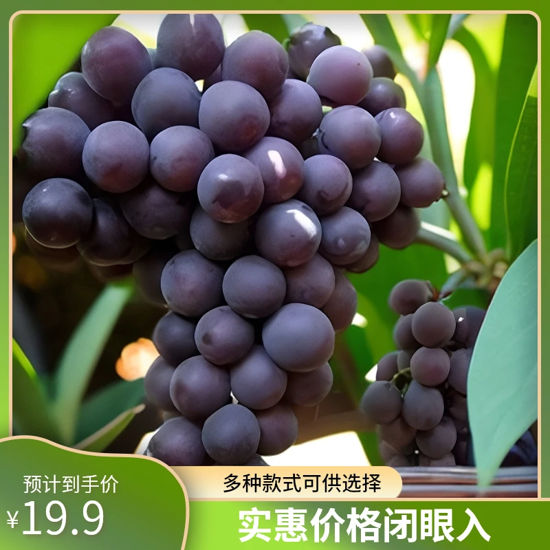 藤王红蜜王.藤王黑蜜王.藤王紫蜜王葡萄树苗