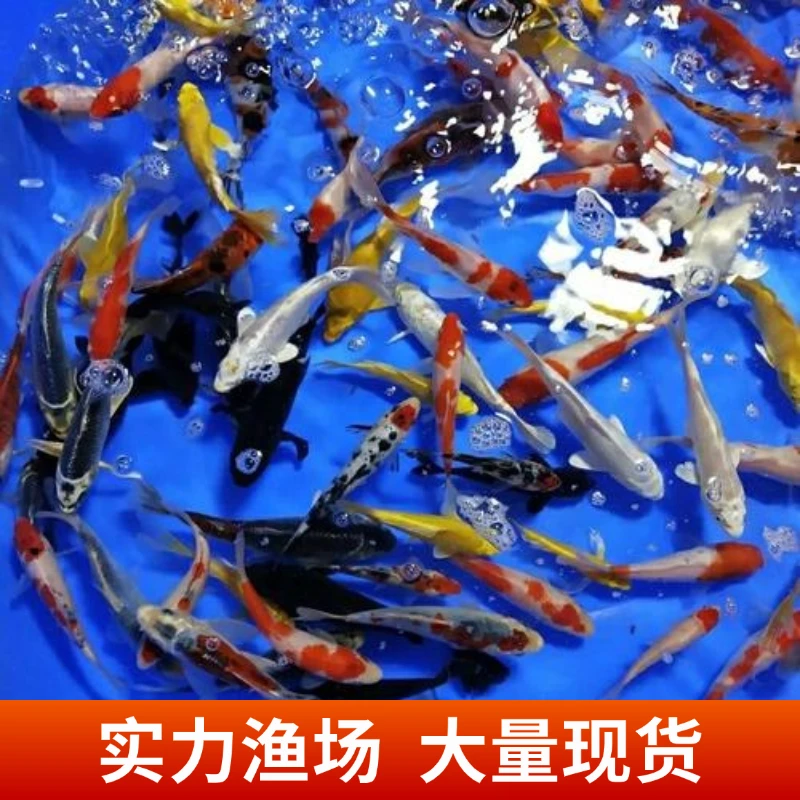 日系锦鲤15-18公分1条颜色随机