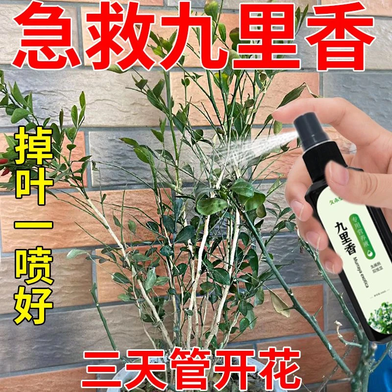 九里香专用营养液治掉叶子黄叶枯萎不开花催花剂免稀释液体肥料