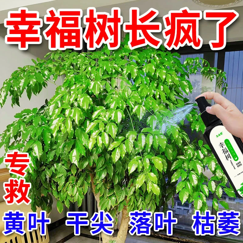 【管用】幸福树专用营养液防黄叶枯叶掉叶下垂叶斑烂根生长专用肥料