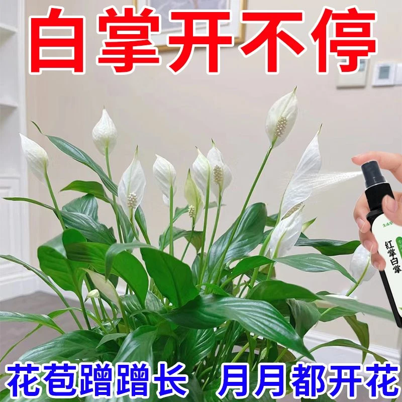 一帆风顺】红掌白掌专用营养液催花保花防黄叶花期短免稀释肥料