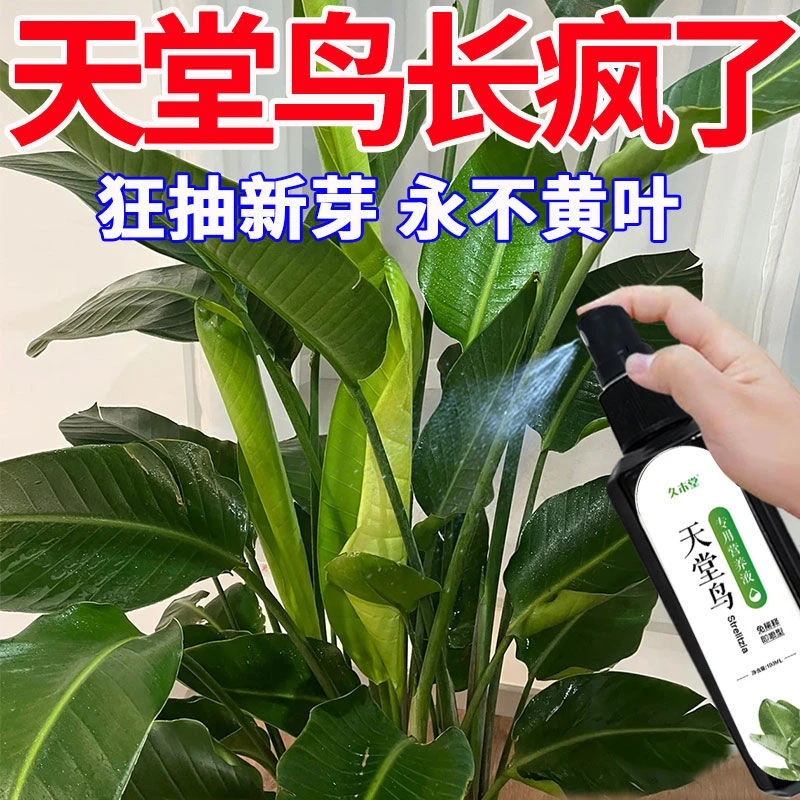 【永不黄叶】天堂鸟专用肥料急救治黄叶卷边开裂免稀释花卉营养液