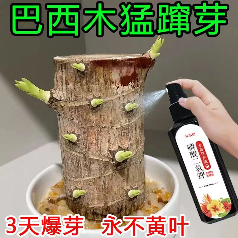 巴西木促芽专用肥料植物营养液液态肥叶子发黄不发芽急救催发芽