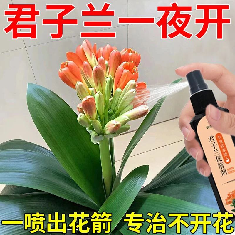 君子兰营养液促箭剂催花专用专治生长慢不开花家用高效直喷液体肥