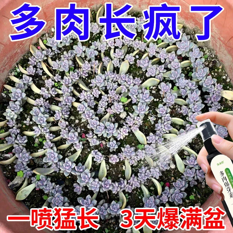 一喷爆崽】多肉爆芽素专用营养液生根爆崽催芽抗菌抗寒干瘪通用肥