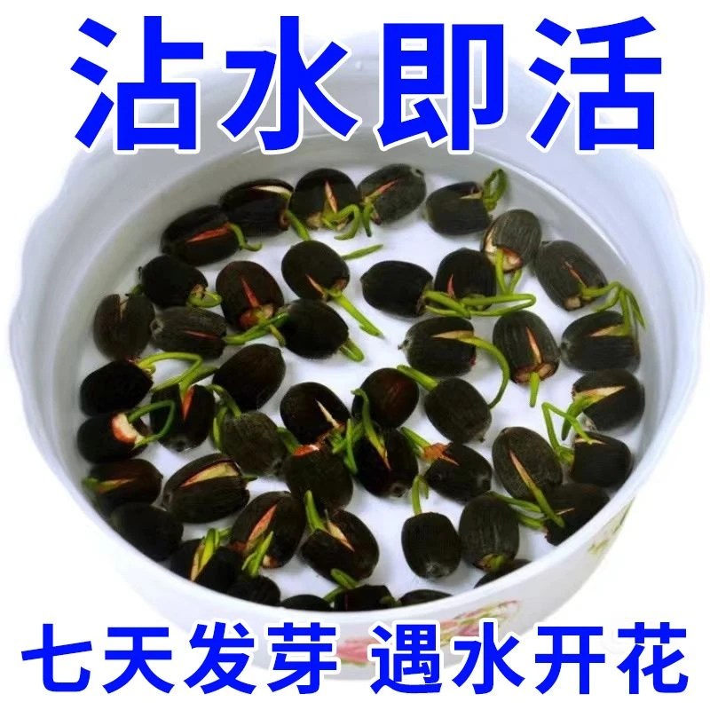 【7天速发芽】碗莲种四季开花水培水养绿植睡莲荷花无土盆栽花卉