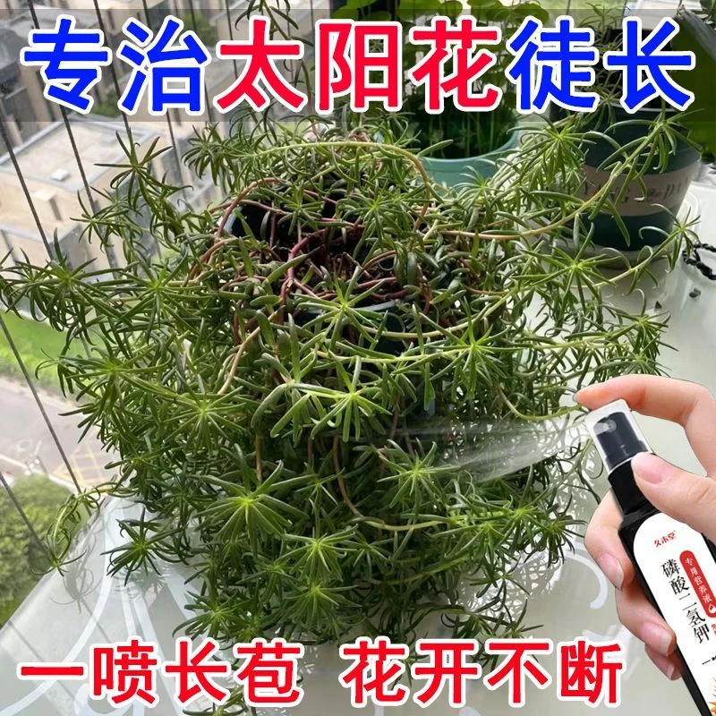 3天爆盆】太阳花营养液高效专用防黄叶落叶掉苞徒长促开花免稀释