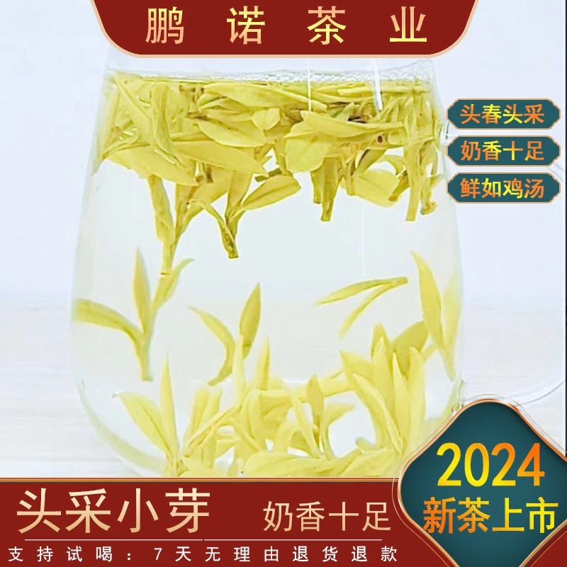 【头采奶香黄金芽】2024新茶K1+ 鲜香嫩滑 品质推荐