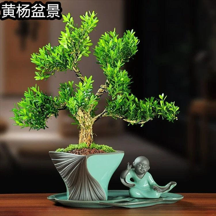 广东雀舌皱皮黄杨树苗高档造型名贵盆景苗四季常绿南北方庭院树苗