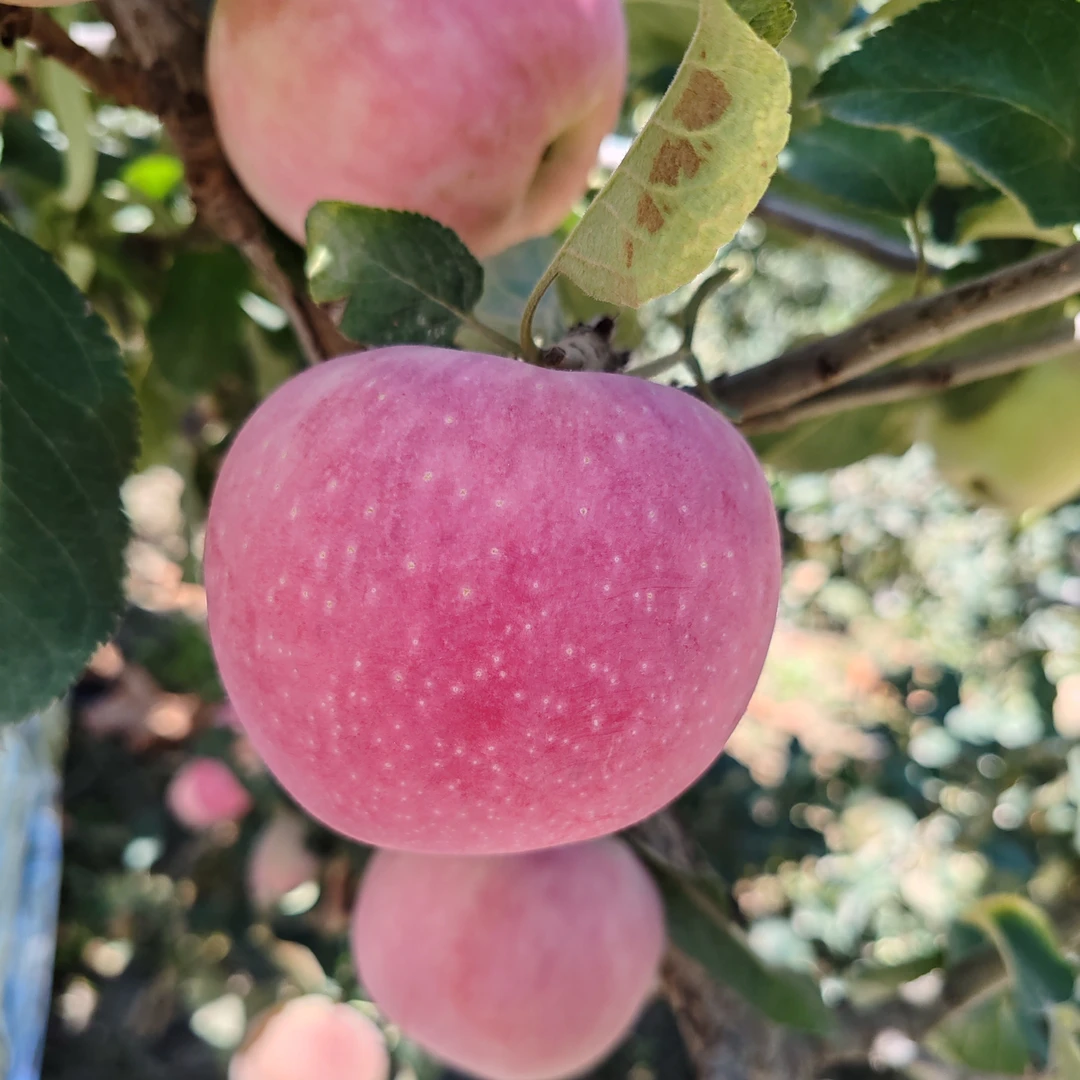 阿克苏苹果·早熟红富士  产地直发【何学利自种自销】