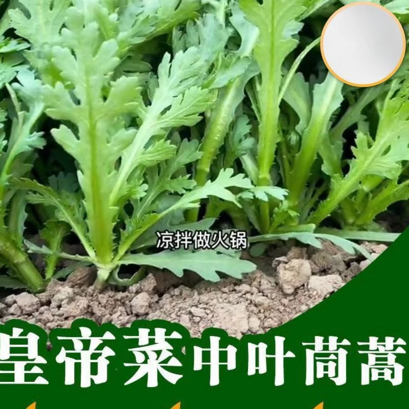 皇帝菜中叶茼蒿种子青菜种籽春菊菜种茼蒿菜种籽种四季蔬菜孑庭院