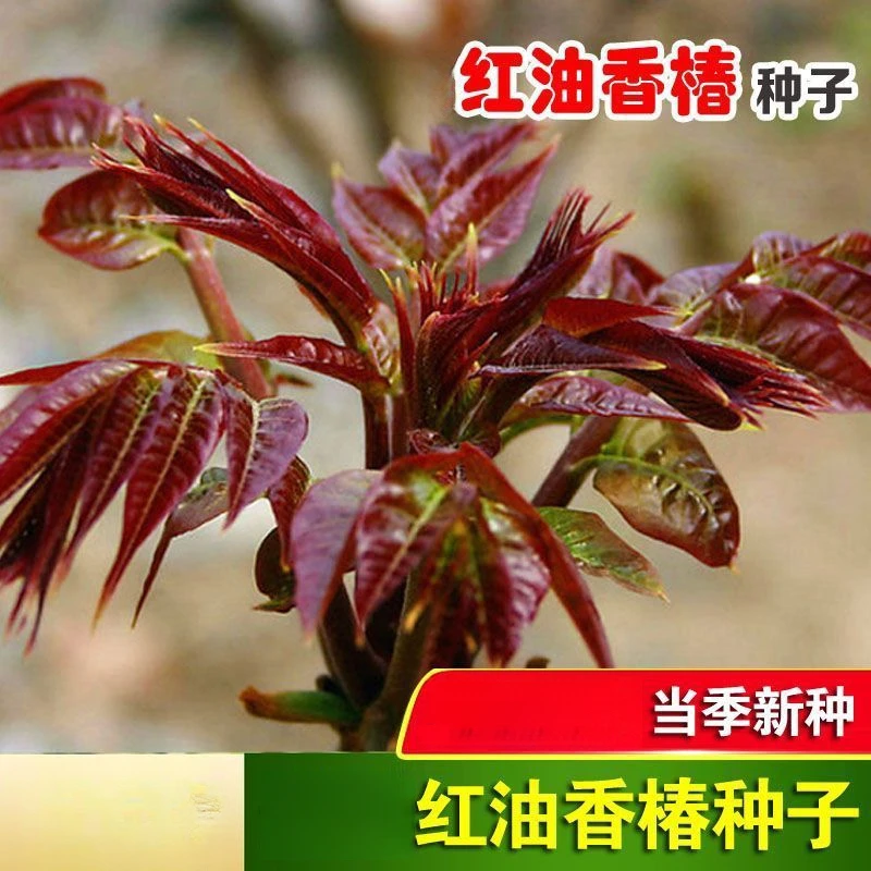 红油香椿种子耐寒抗旱香椿树种子春夏秋四季庭院田园蔬菜庭院
