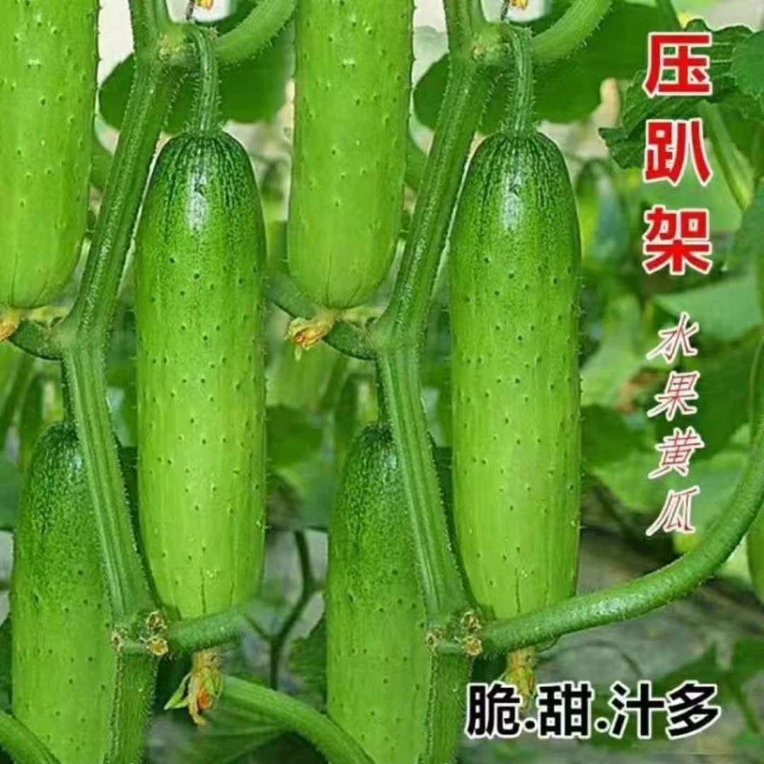 水果黄瓜种子秀丽旱黄瓜种子口感好品质好清香味浓菜种子
