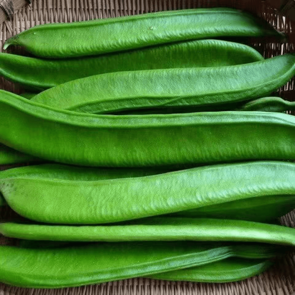 刀豆种籽大扁豆爬藤刀巴豆巨型大豆角巴西豆四季豆种子蔬菜种籽