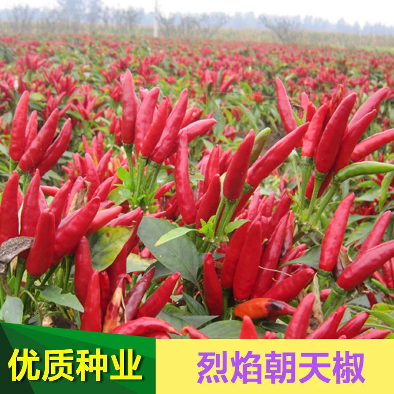 朝天椒种子辣椒大全新品种四季小米辣种籽蔬菜