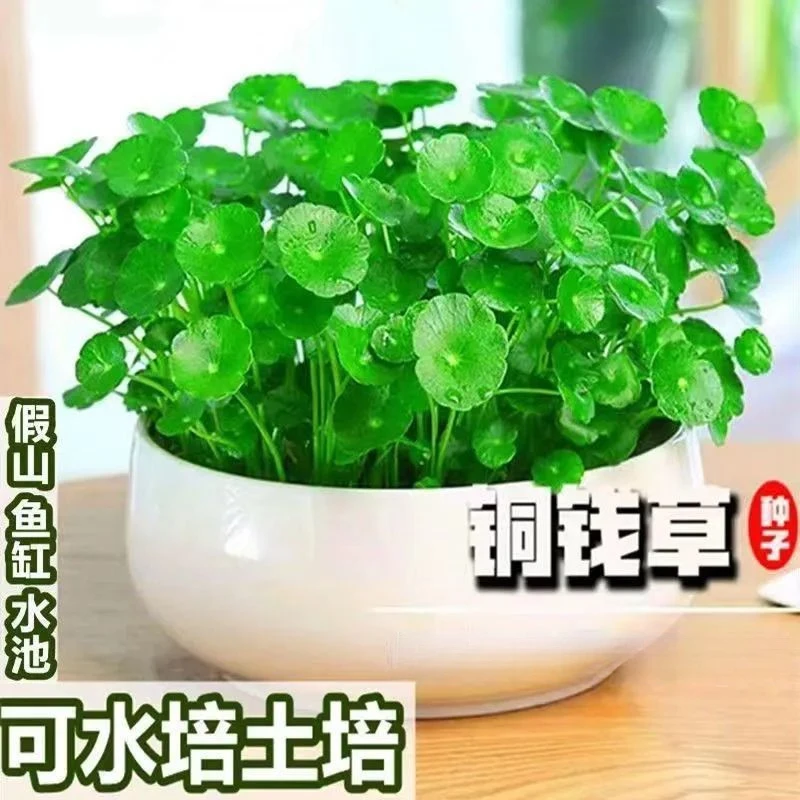 铜钱草金钱草水养种籽水培土培花种子大号四季庭院阳台盆栽种