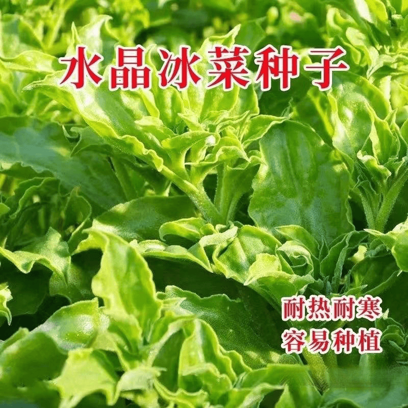 冰菜种子南方蔬菜四季种植营养高钙种高产冰草种籽