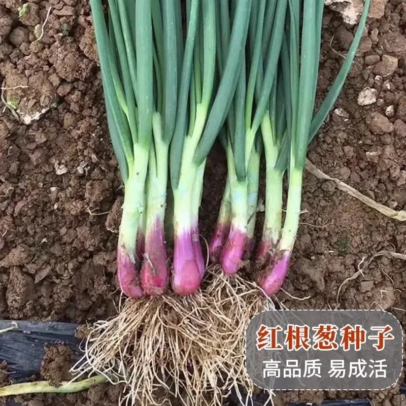 红根小香葱种子红葱头小香葱籽葱头葱种籽四季盆栽菜蔬菜种孑