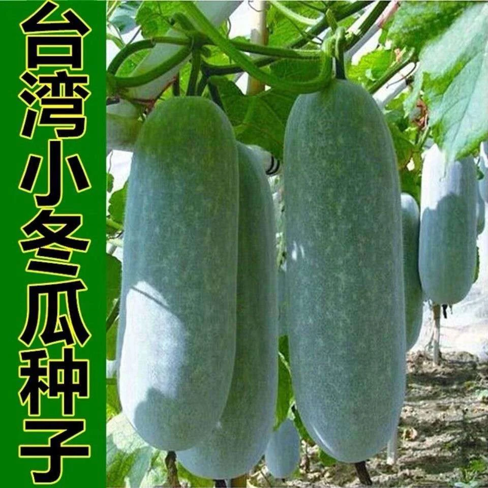 台湾小冬瓜种子毛节瓜小东瓜四季盆栽蔬菜种子庭院