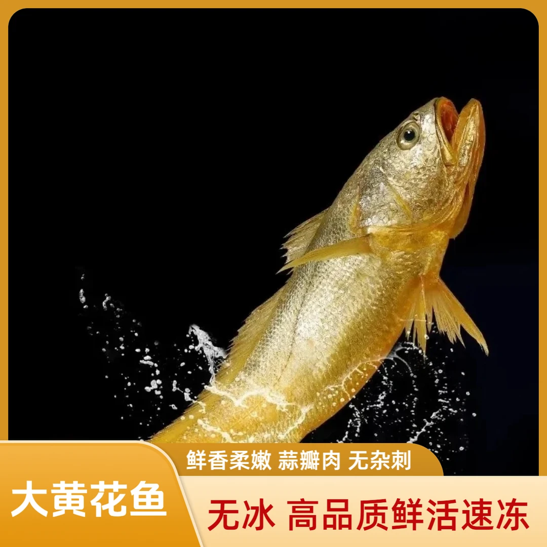宁德大黄鱼 3条  单条规格约450g-500g