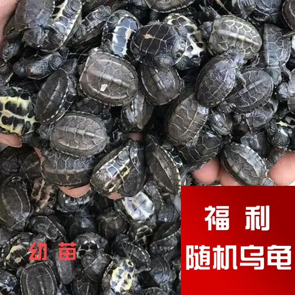 福利+随机小乌龟