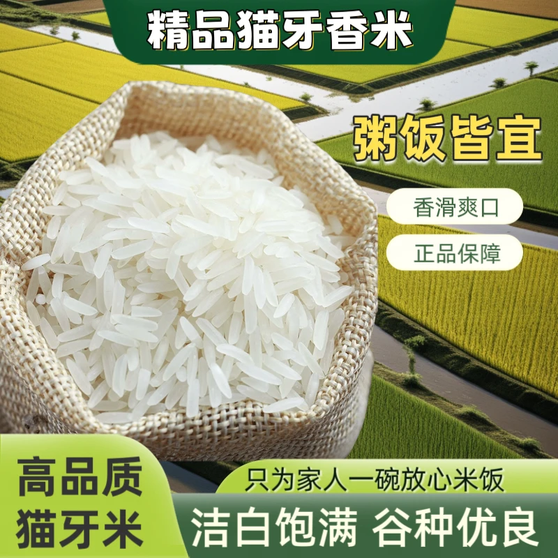 【正宗猫牙米】当季新米猫牙米南方晚稻长米粒大米煲仔饭炒饭