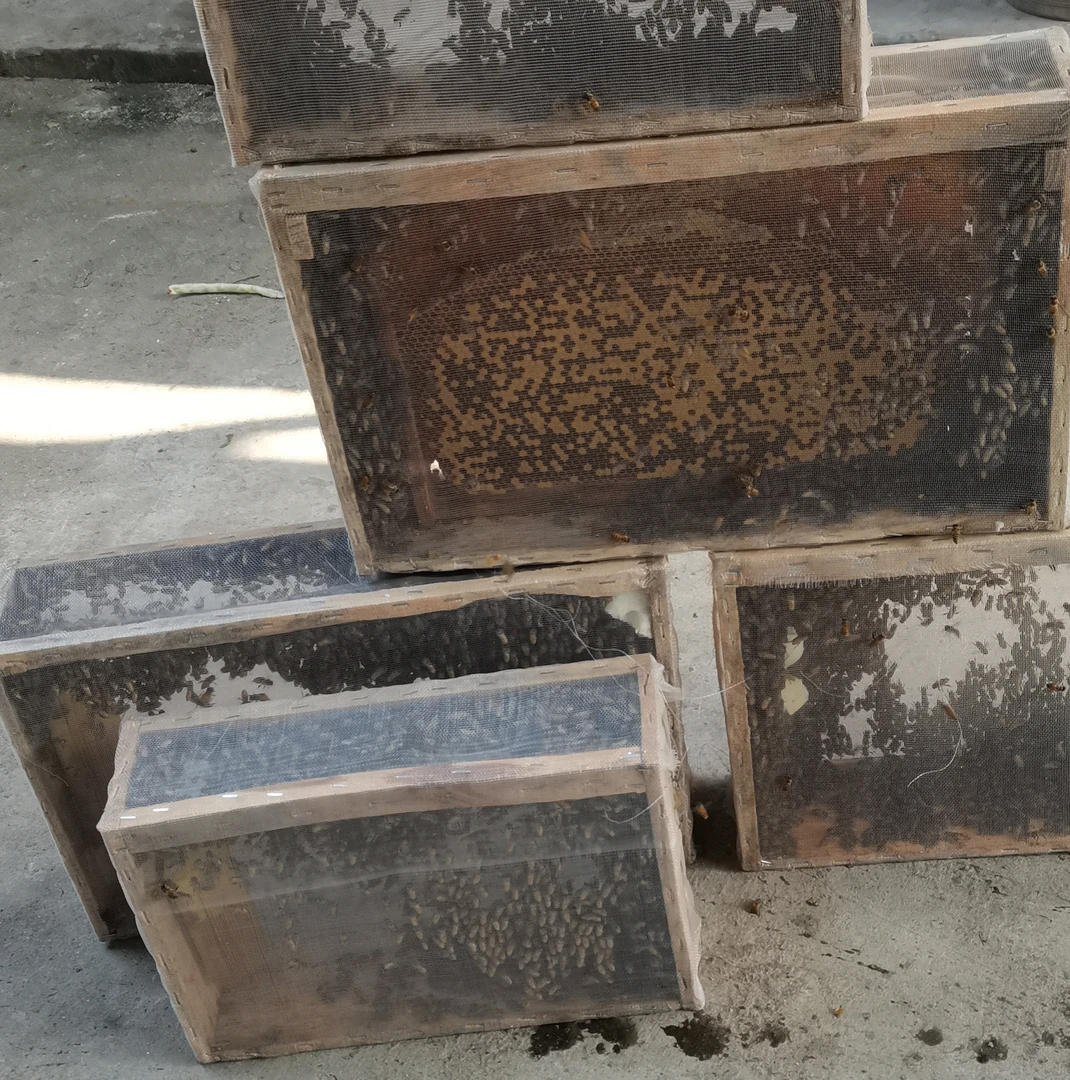 中蜂带脾木框笼纸箱打包