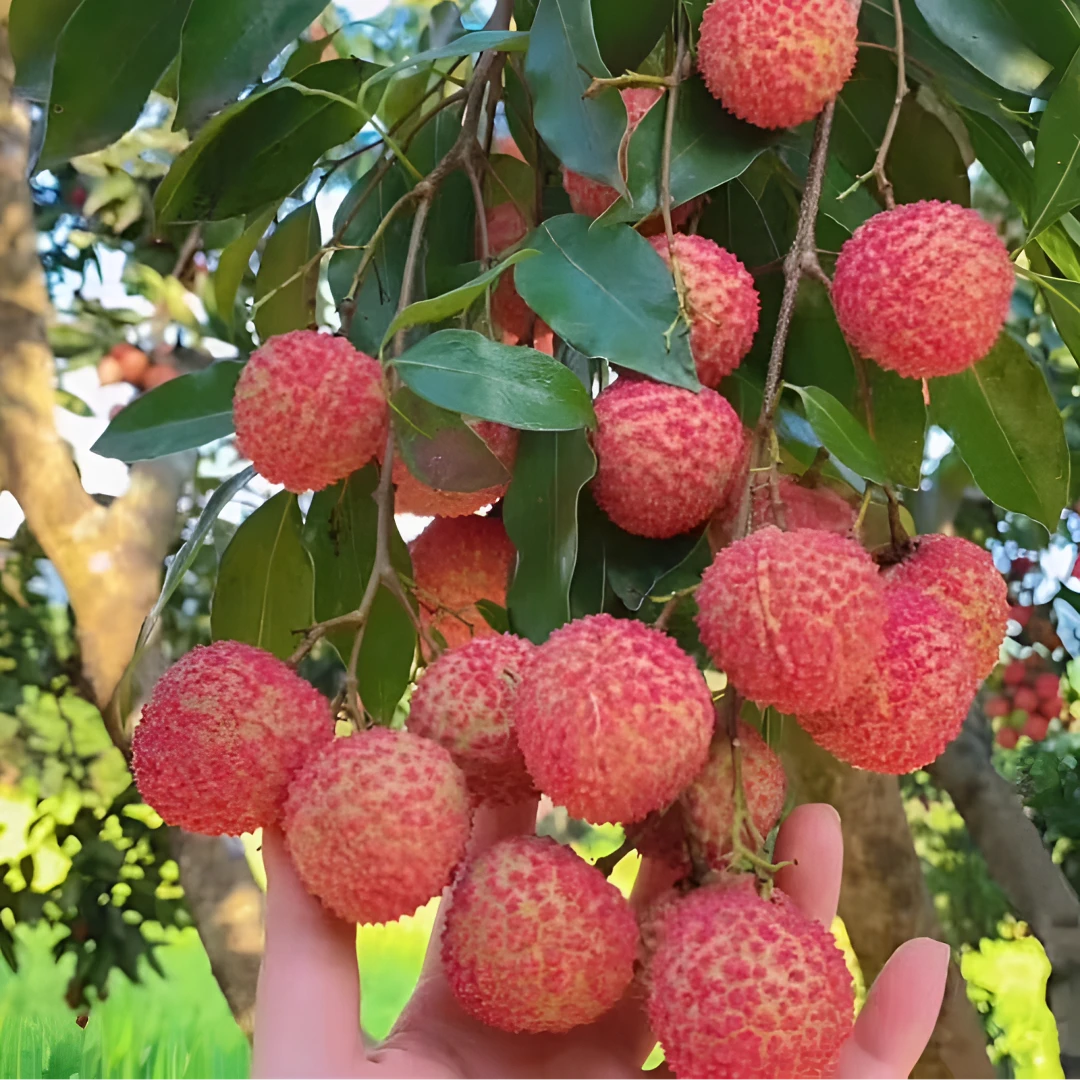 广东增城老树桂味荔枝爽脆清甜桂花香味小核新鲜现发包邮