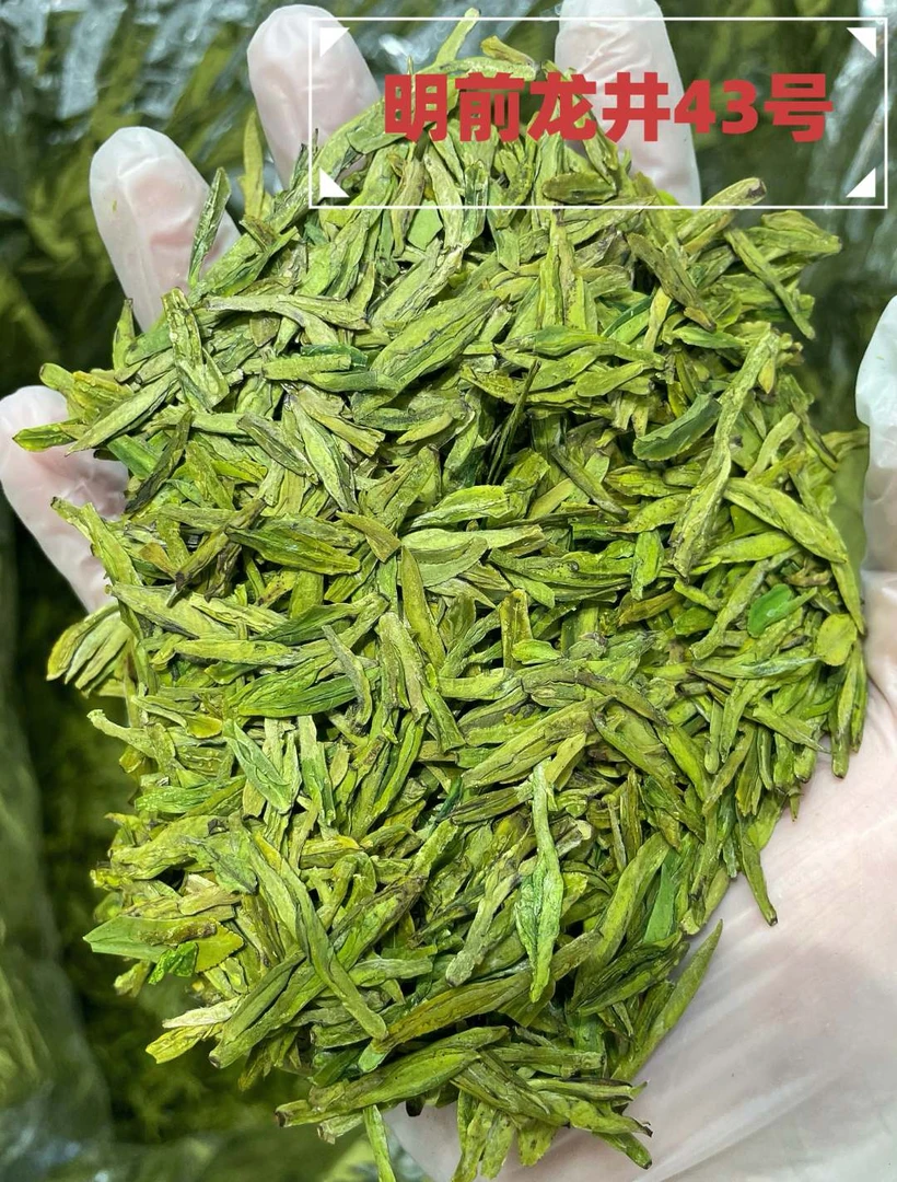 2025新茶龙井43号① 高豆香 明前茶黄绿色（125克-250克-500克)罐装