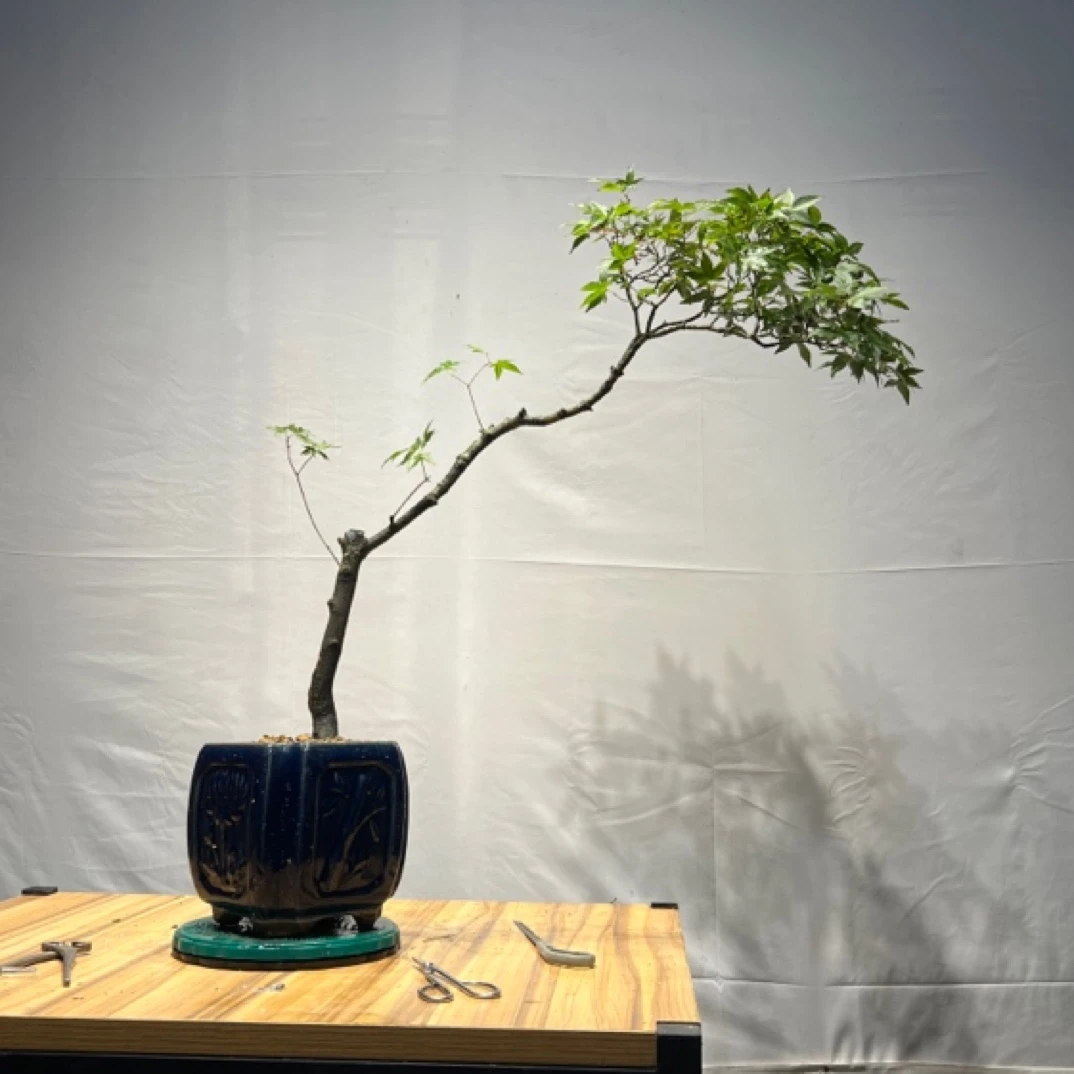 海岛石枫，春花，栀子花，基地直供。