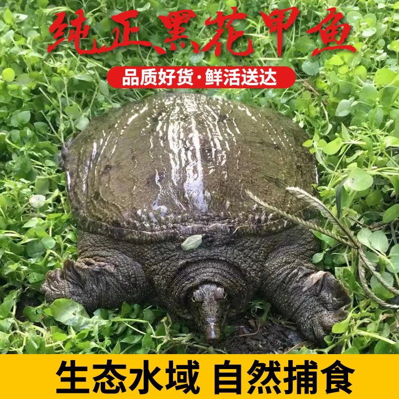 L鲜活青黑背甲鱼 3只共计6斤  生态老甲鱼 公母/颜色 随机发